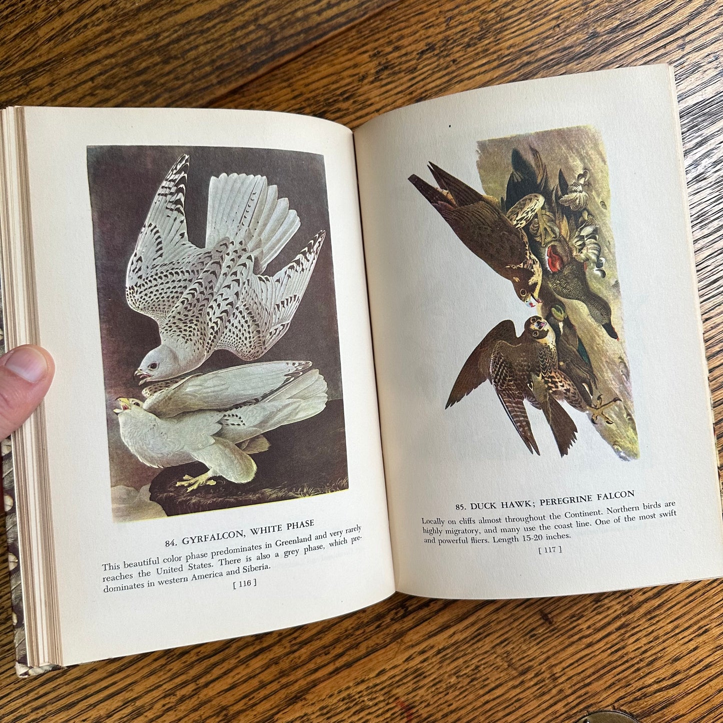 Audubon’s Birds of America - 1950 Popular Edition