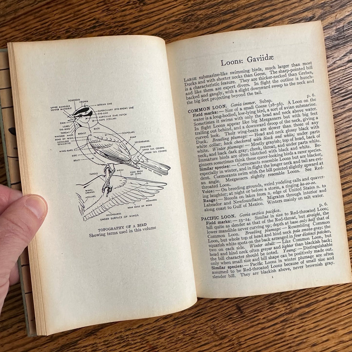 A Collection of 13 Vintage Peterson Field Guides!