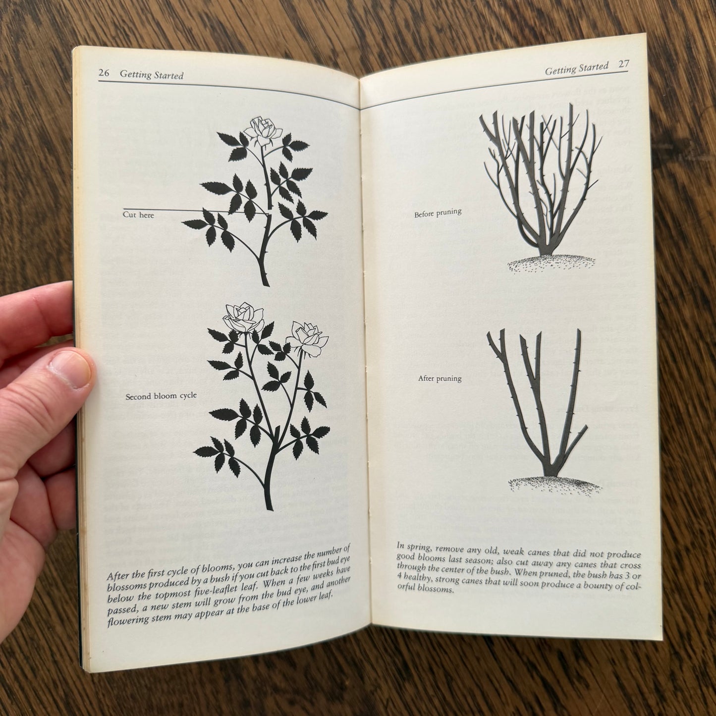 Taylor’s Guides to Gardening Set of 10 | Houghton Mifflin 1986–1996 | Bulbs Roses Herbs Houseplants Garden Design | Vintage Gardening Books