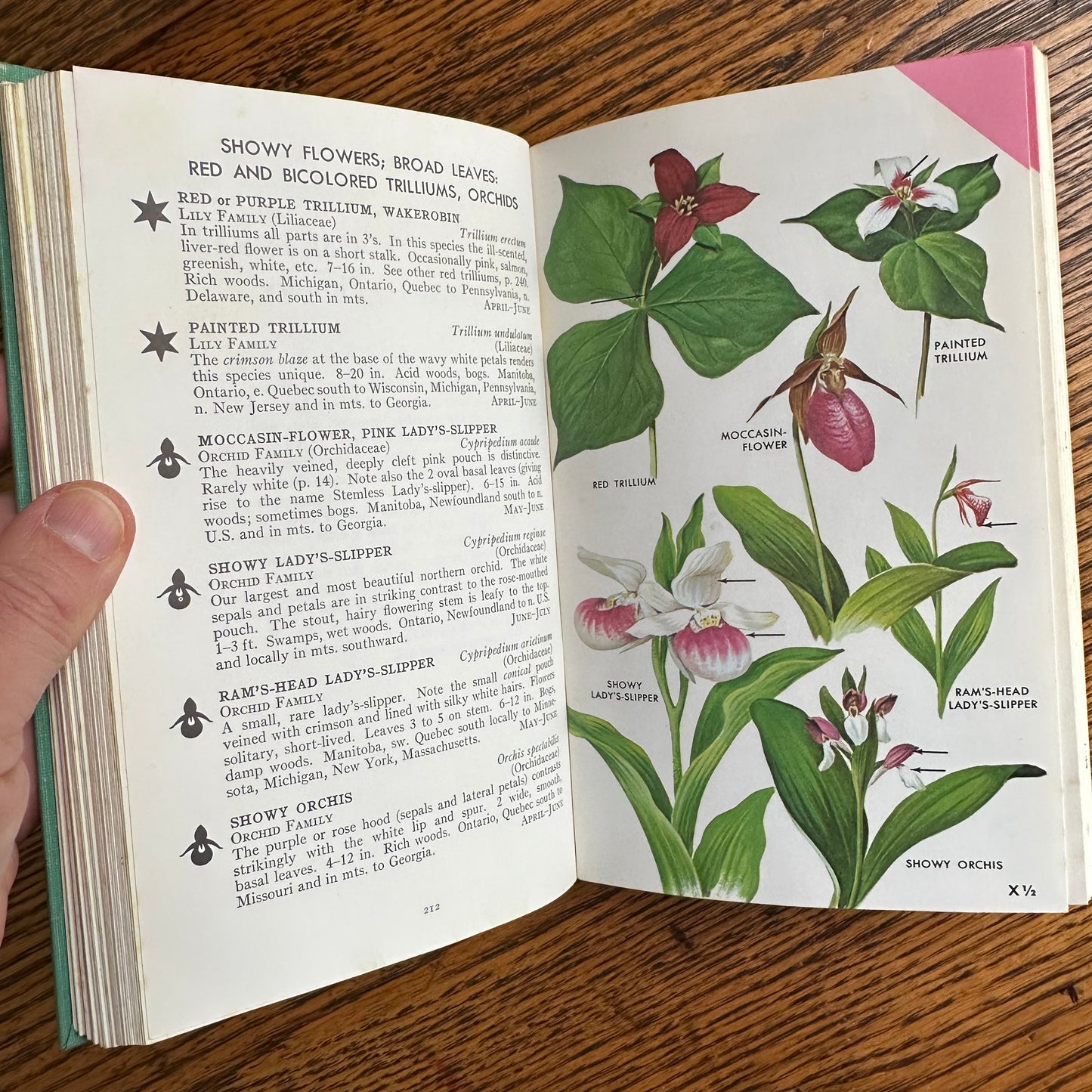 A Collection of 13 Vintage Peterson Field Guides!