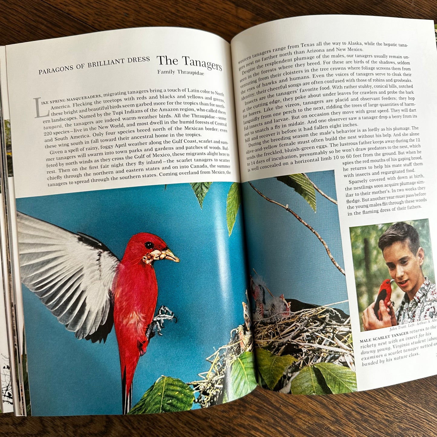 Vintage 1964 Song and Garden Birds of North America – National Geographic Society – Alexander Wetmore – Illustrated Bird Guide w/ Companion Booklet – Birdwatching Book