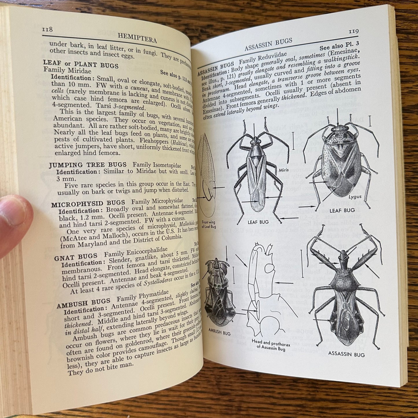 Peterson Field Guide Set of 4: Birds, Insects, Rocks/Minerals - Vintage Nature Books