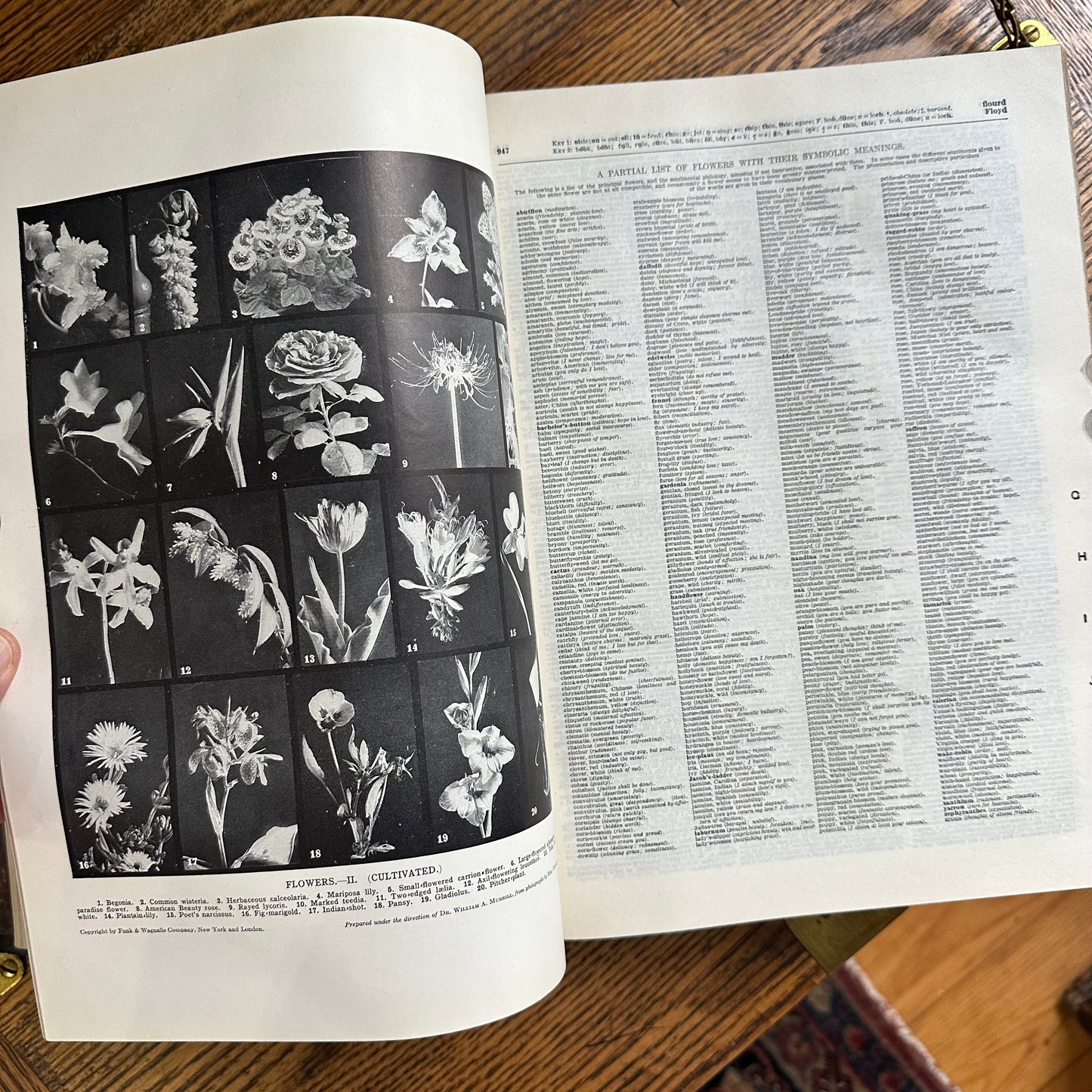 Funk & Wagnalls New Standard Dictionary - 1913