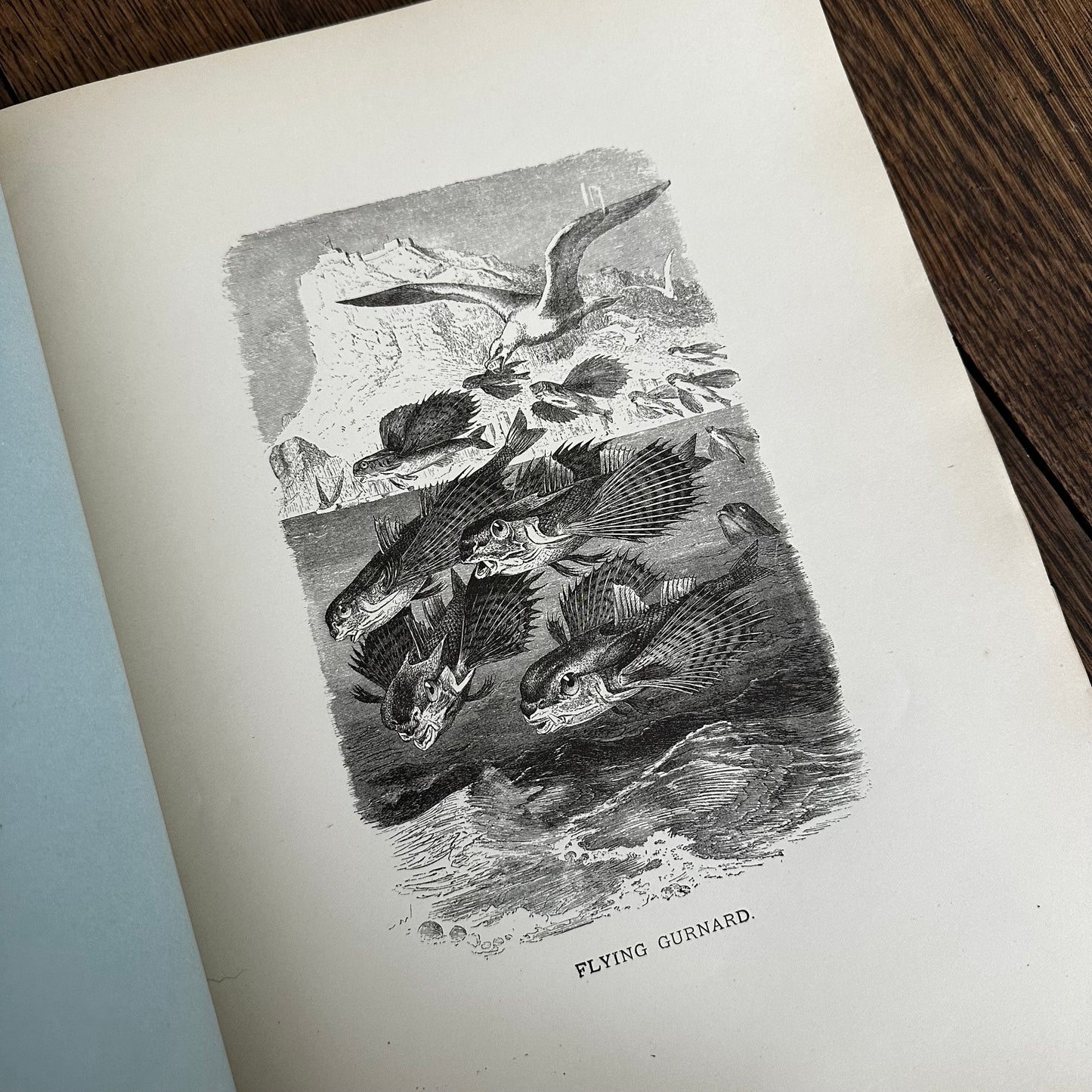 Complete 60-Part Set — Animate Creation: A Popular Edition of Our Living World, 1885-1898