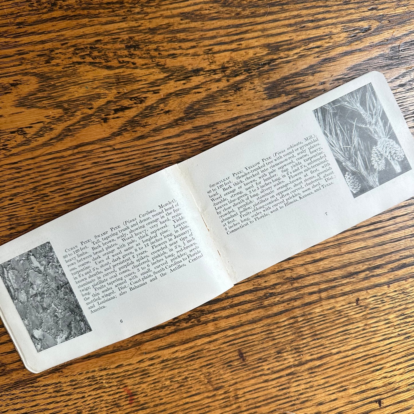 A Set of 3 Leather-Bound Pocket Nature Guides - 1916