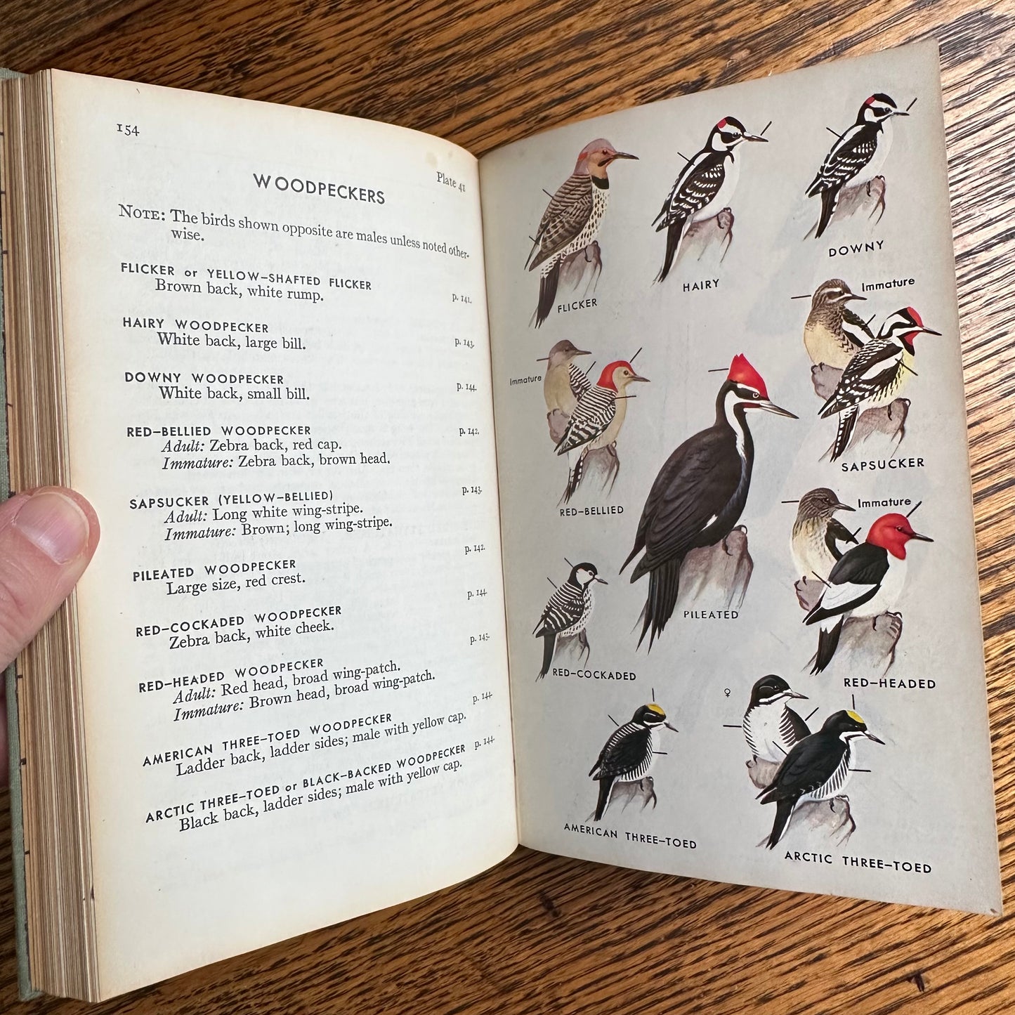 A Collection of 13 Vintage Peterson Field Guides!