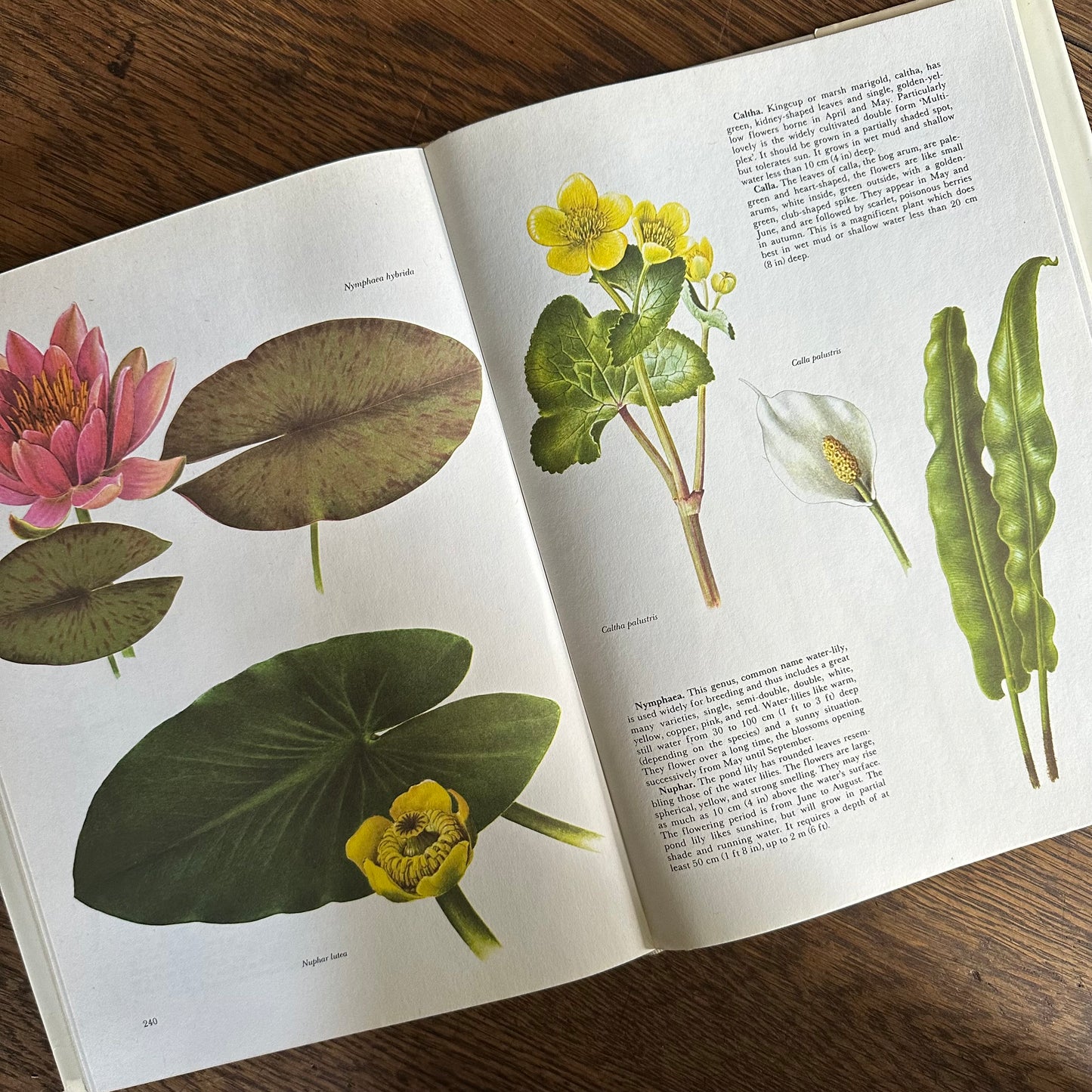 The Garden Flowers Book, 1986