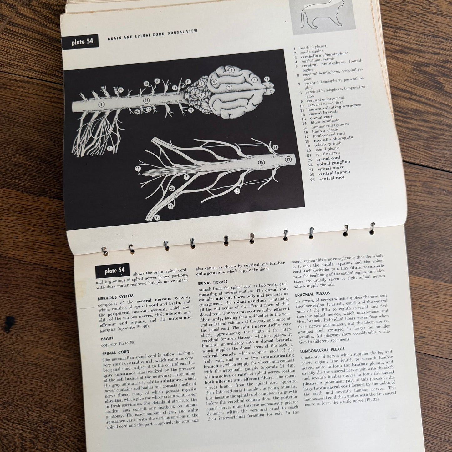 An Atlas of Cat Anatomy - 1952 - by Hazel E Field with Illustrations by Mary E Taylor - Vintage Veterinary Book / Flip Chart / Manual