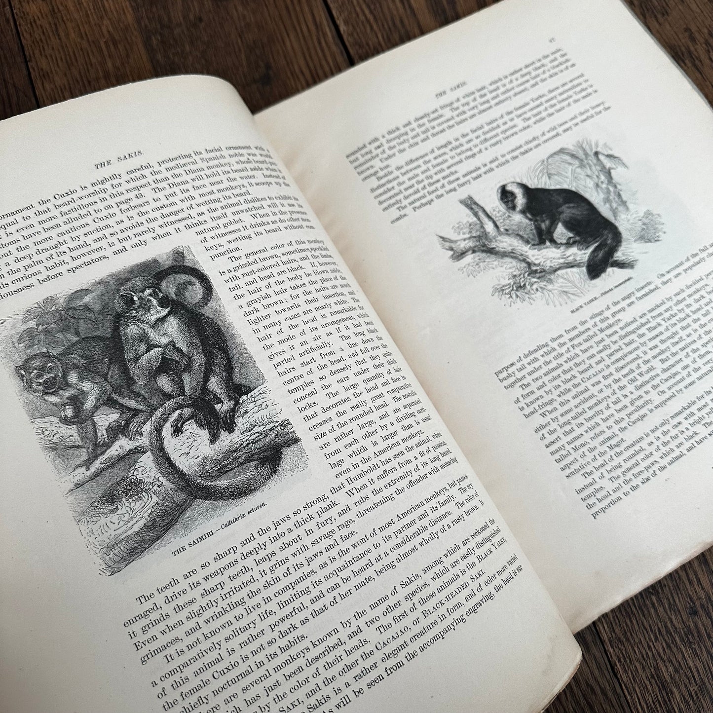 Complete 60-Part Set — Animate Creation: A Popular Edition of Our Living World, 1885-1898
