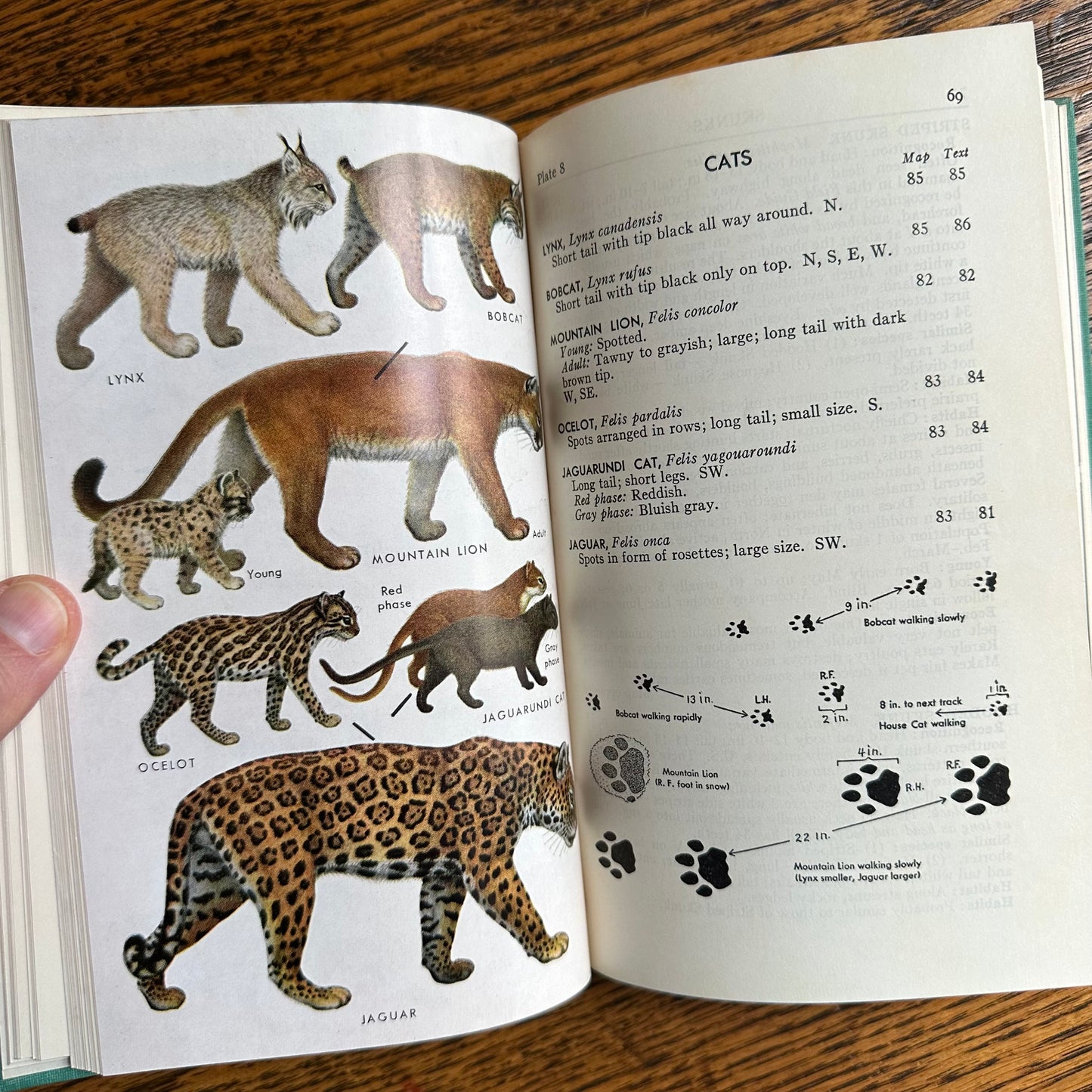 A Collection of 13 Vintage Peterson Field Guides!