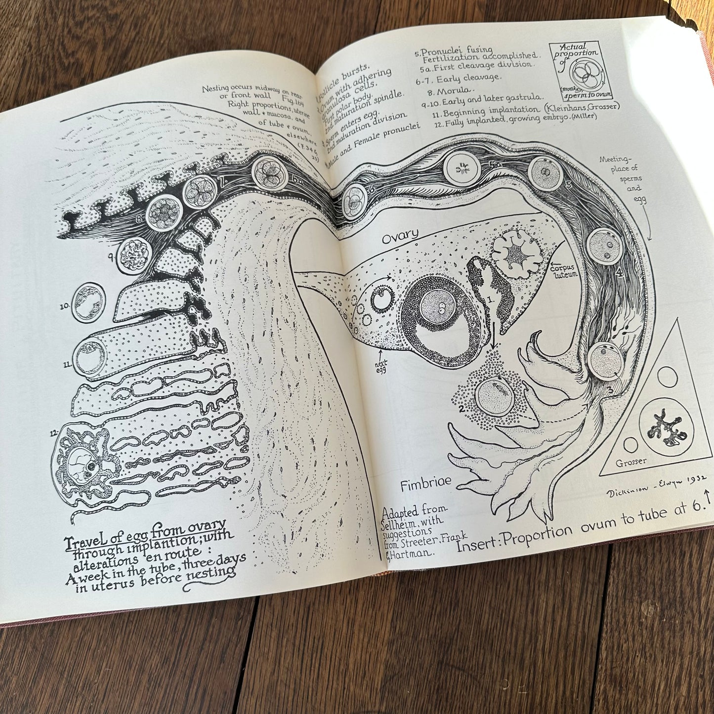 Human Sex Anatomy: A Topographical Hand Atlas, 1949