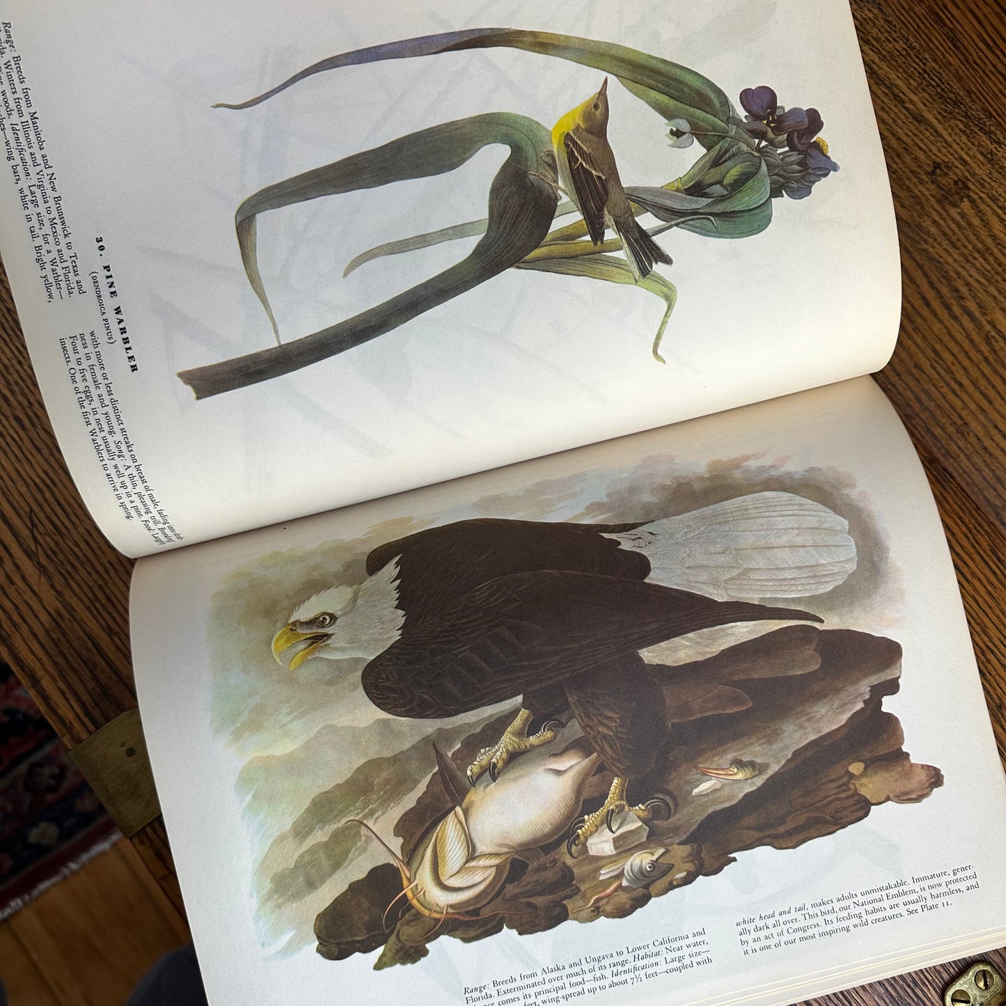 John James Audubon’s Birds of America - 1953