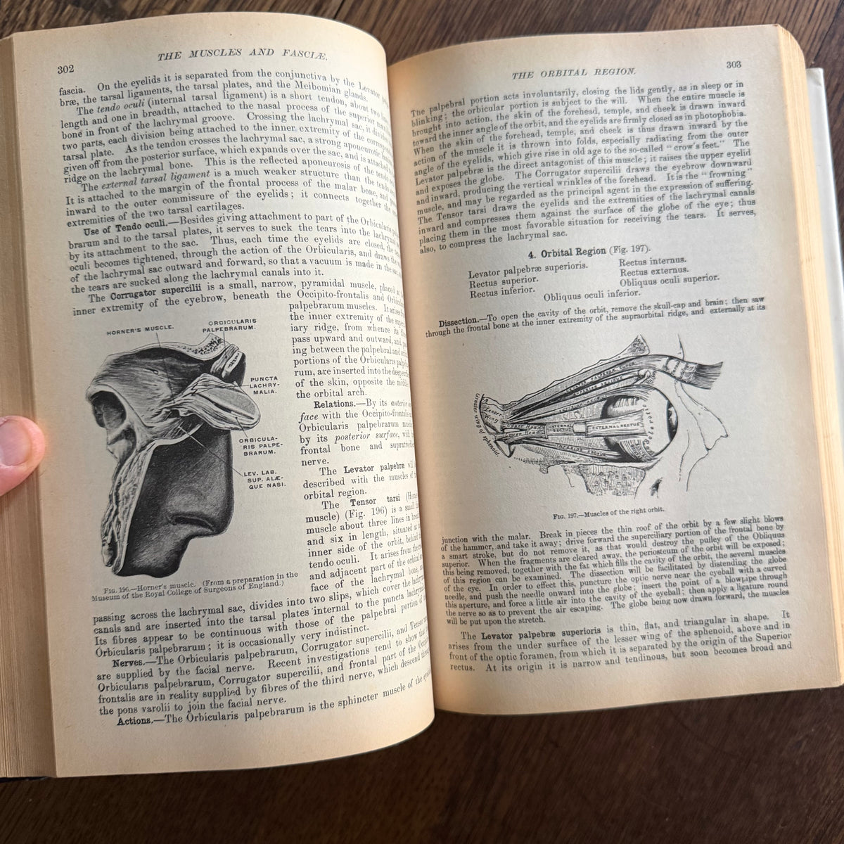 Gray’s Anatomy, 1977 Classic Collector’s Edition — Henry Gray, Descriptive & Surgical Anatomy | Bounty Books Hardcover, 780 Illustrations