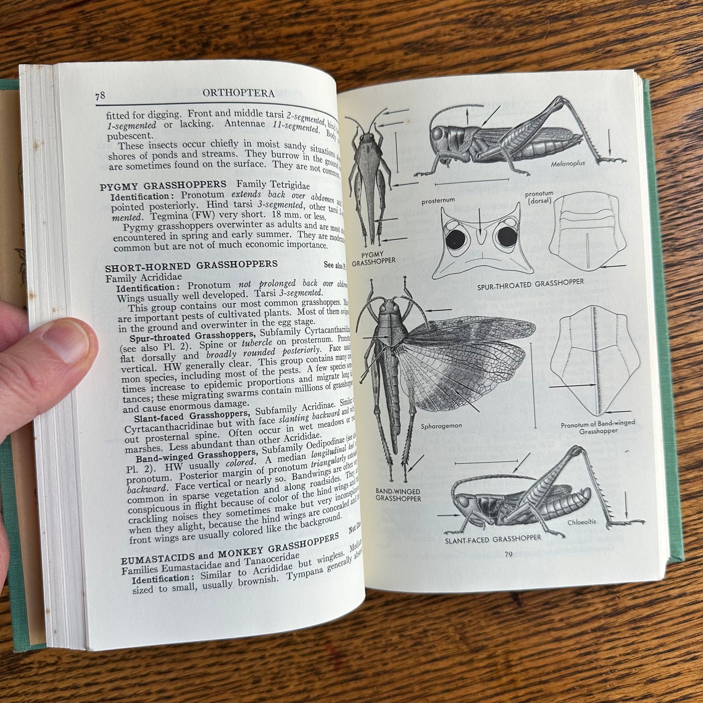 A Collection of 13 Vintage Peterson Field Guides!