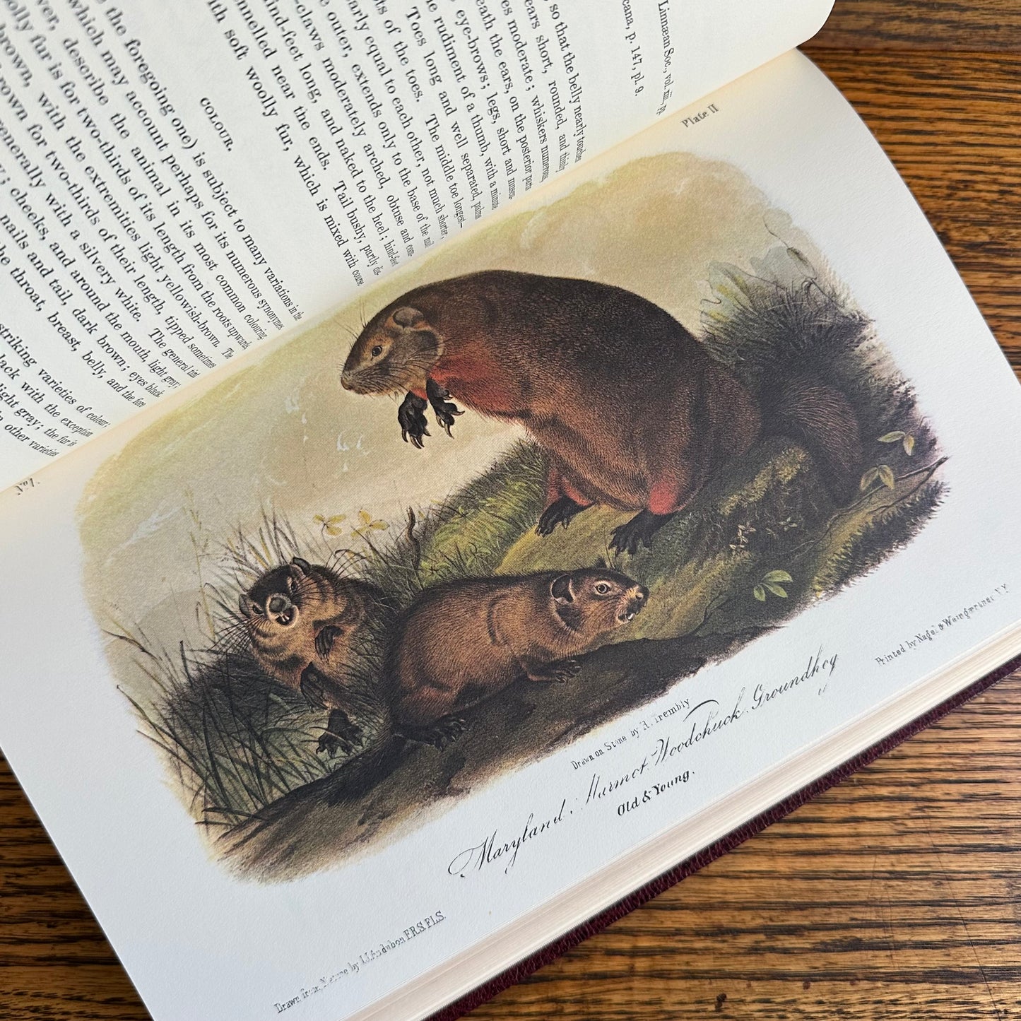 Set of 2 Slipcovered Volair Limited Editions of John James Audubon’s Classics - 1977