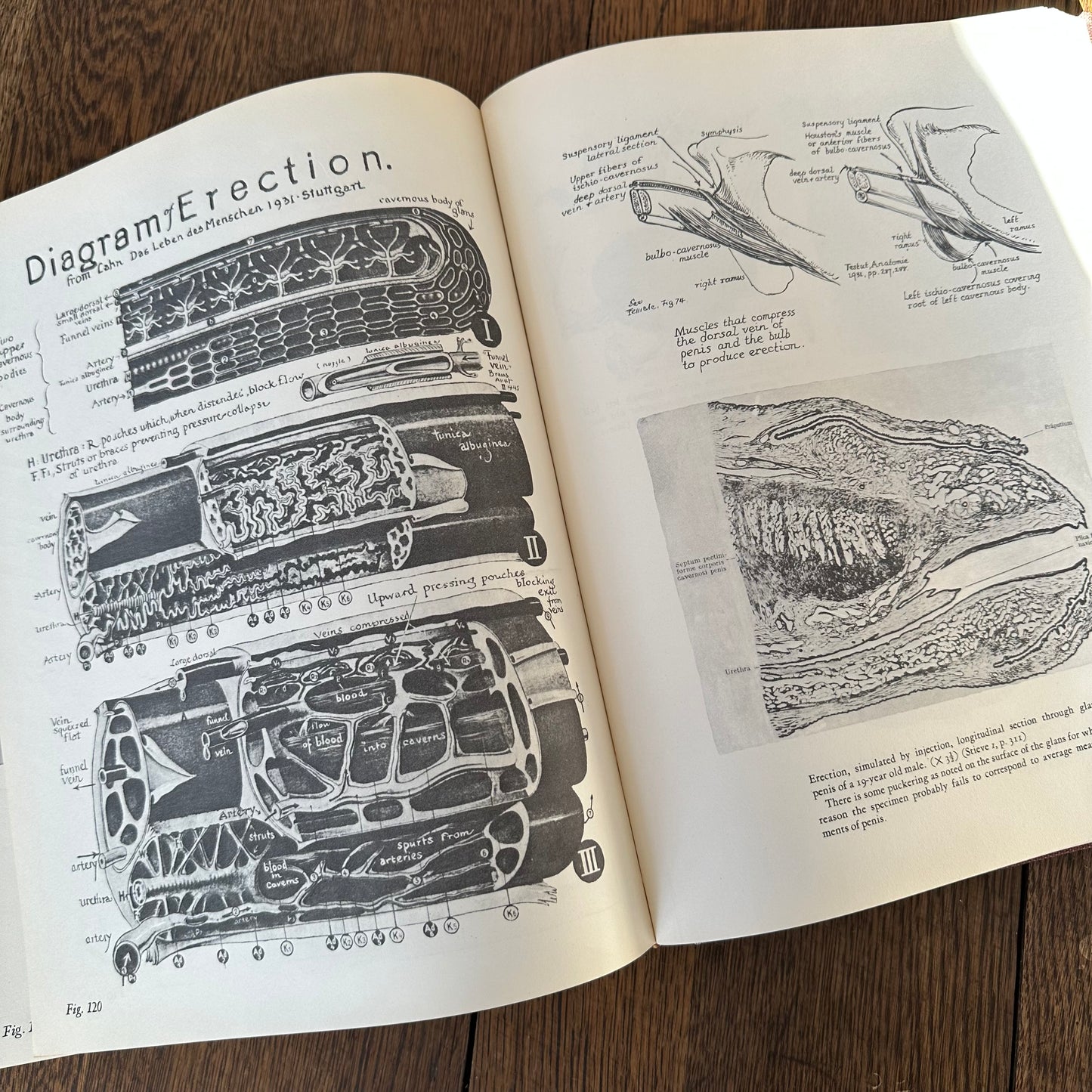 Human Sex Anatomy: A Topographical Hand Atlas, 1949