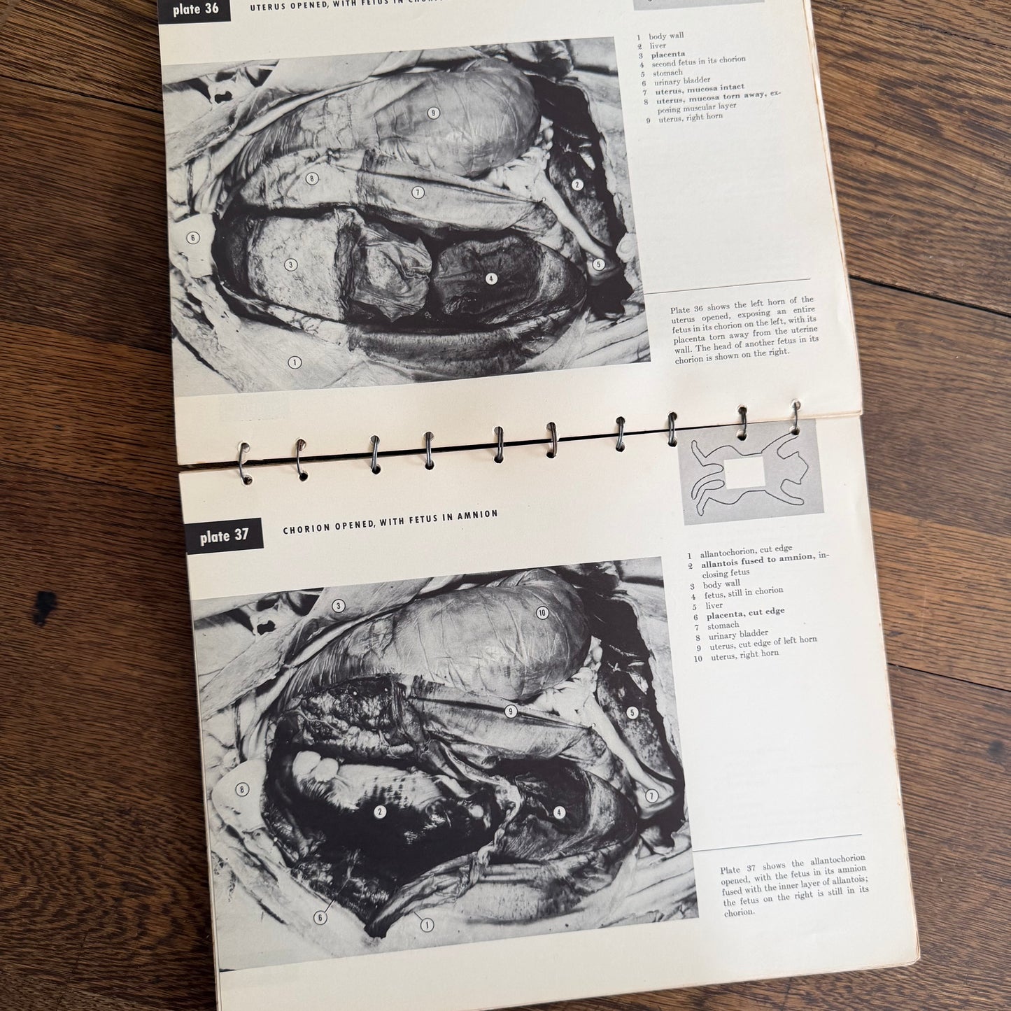 An Atlas of Cat Anatomy - 1952 - by Hazel E Field with Illustrations by Mary E Taylor - Vintage Veterinary Book / Flip Chart / Manual