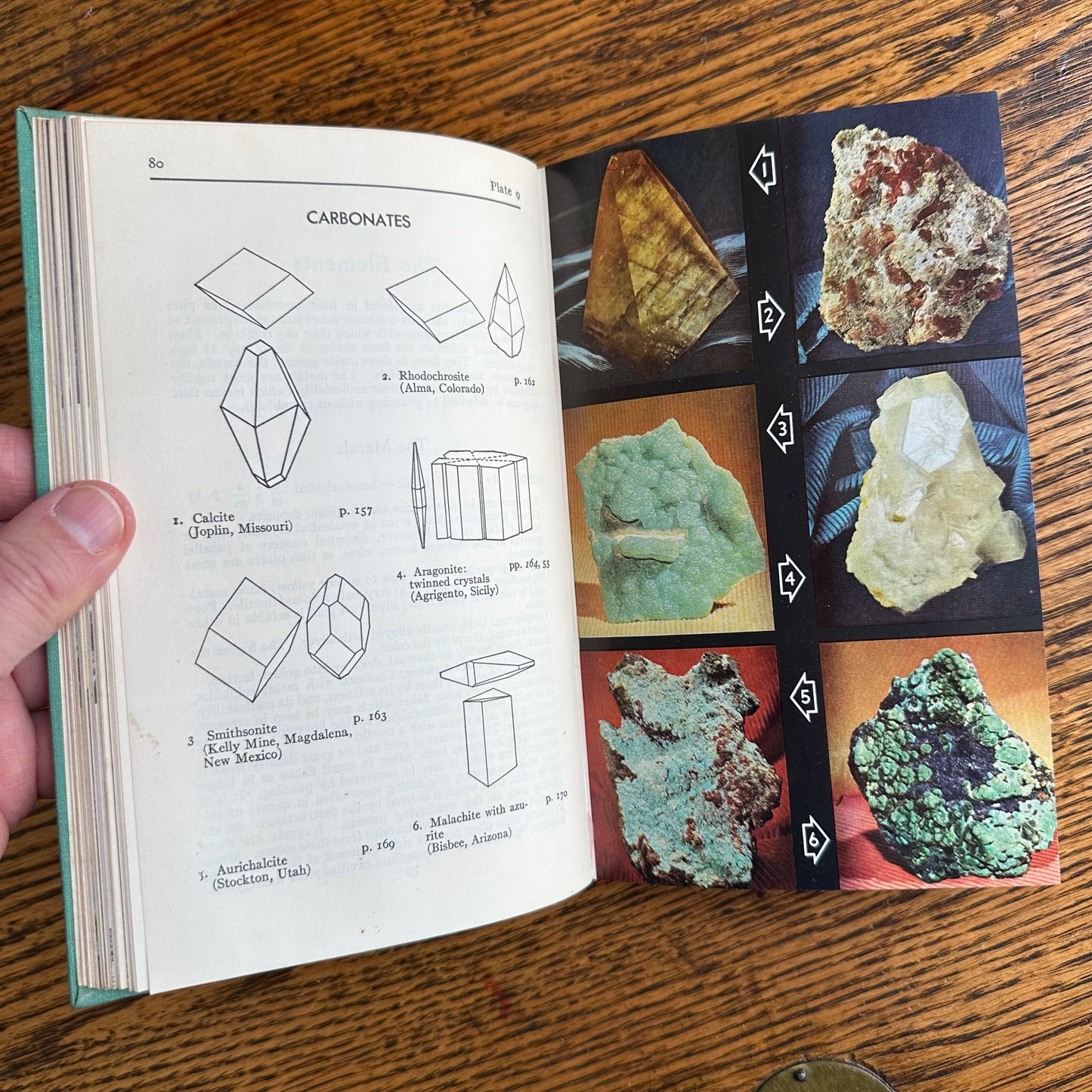 A Collection of 13 Vintage Peterson Field Guides!