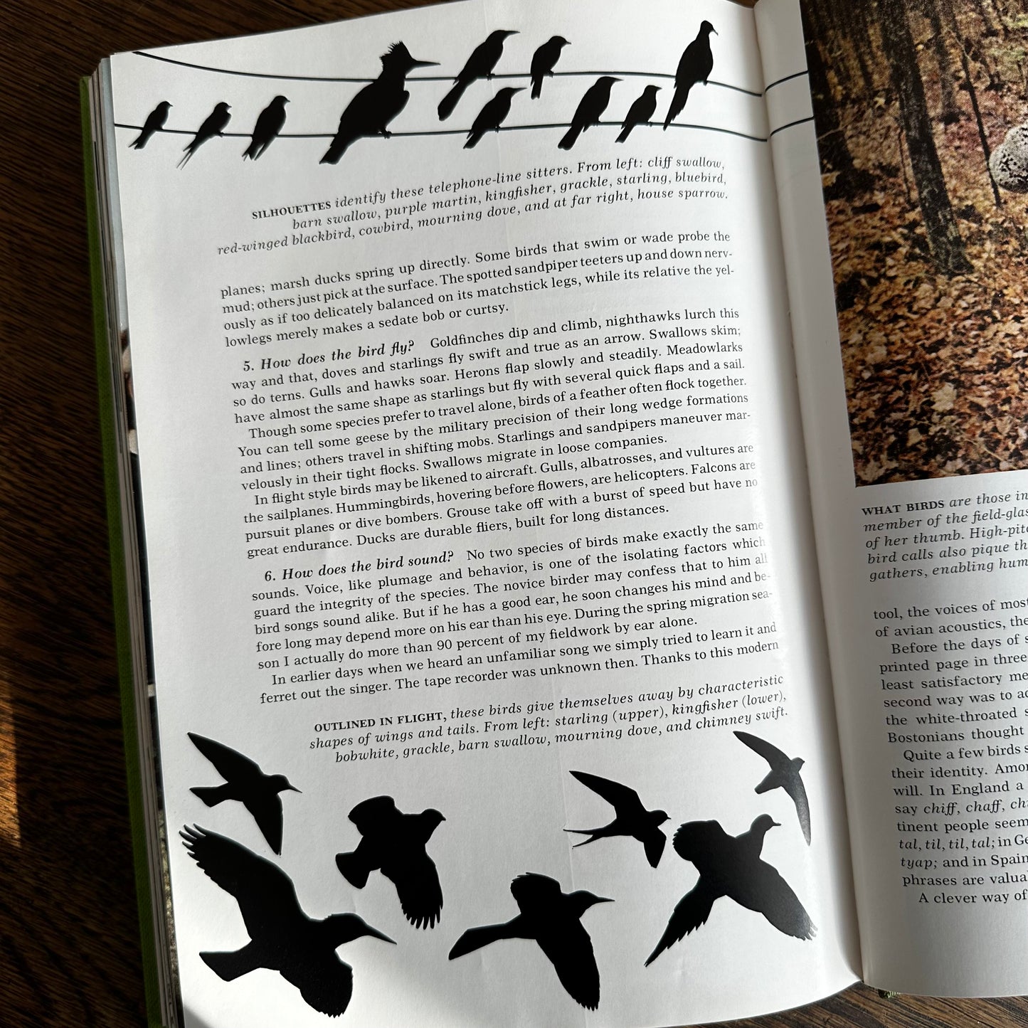 Vintage 1964 Song and Garden Birds of North America – National Geographic Society – Alexander Wetmore – Illustrated Bird Guide w/ Companion Booklet – Birdwatching Book