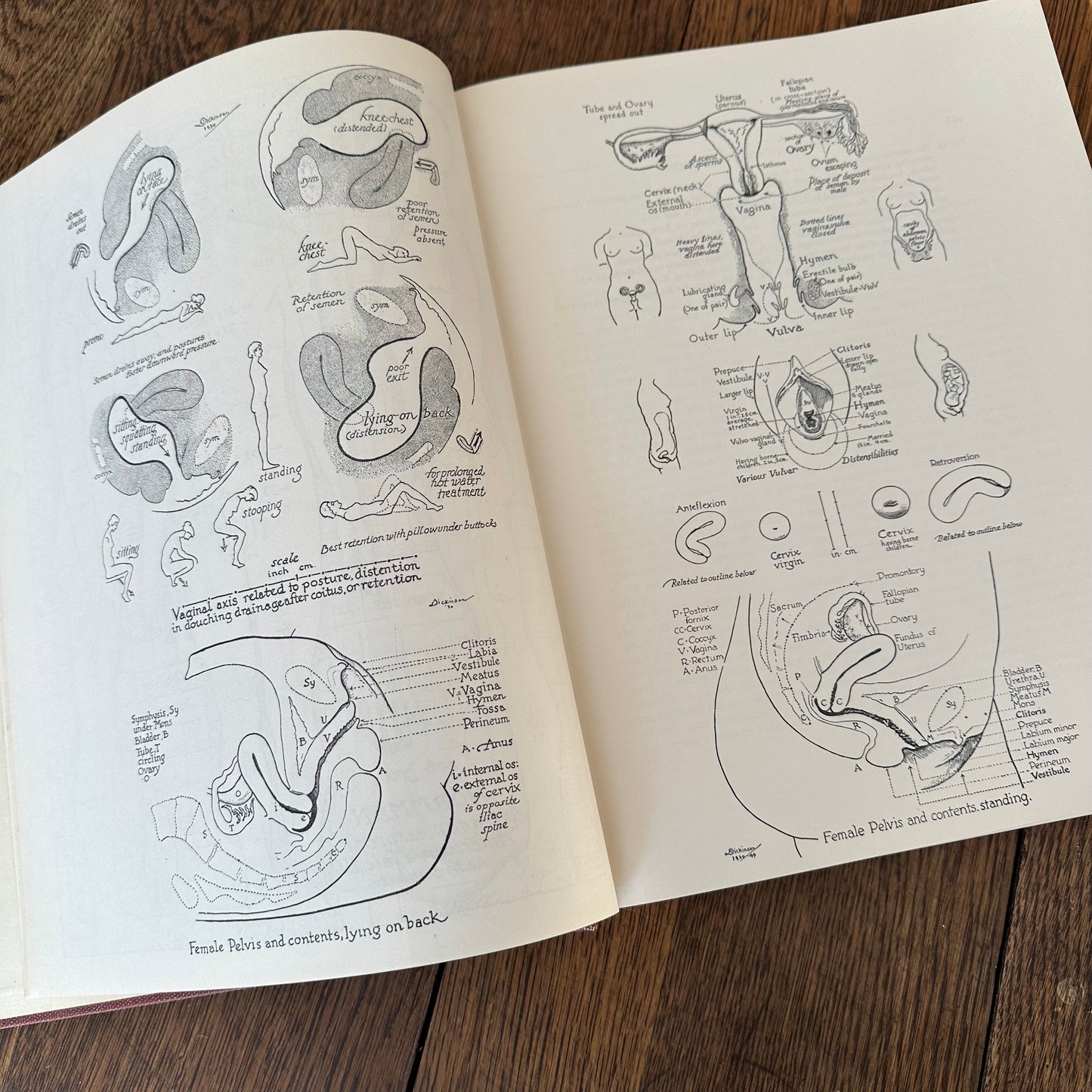Human Sex Anatomy: A Topographical Hand Atlas, 1949