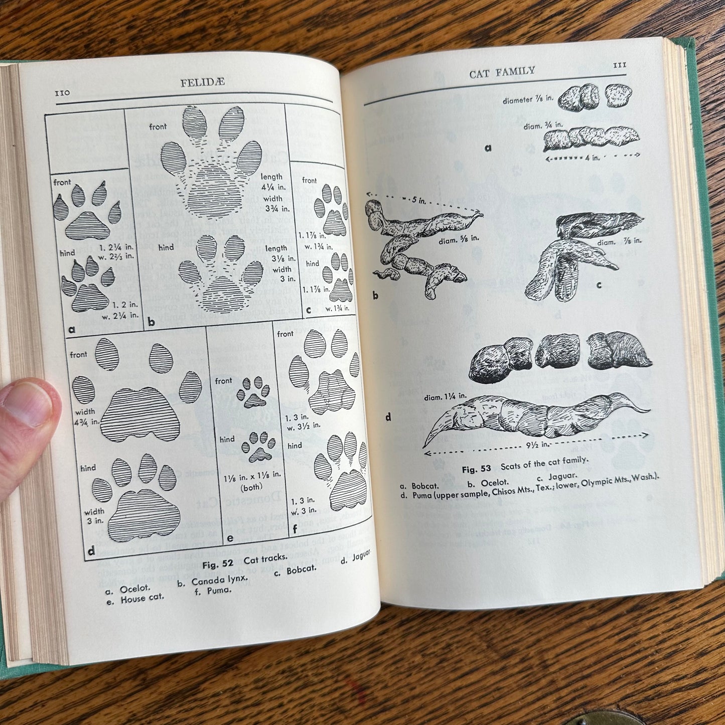 A Collection of 13 Vintage Peterson Field Guides!