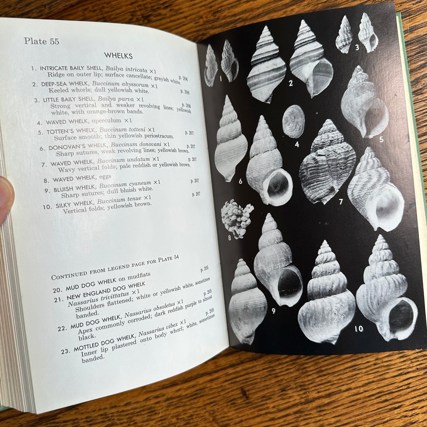 A Collection of 13 Vintage Peterson Field Guides!