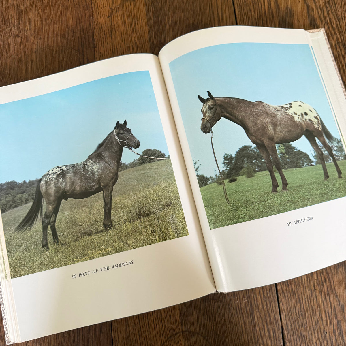 The World’s Finest Horses and Ponies - 1971 Vintage Coffee Table Book by Richard Glyn with Photos from Sally Anne Thompson