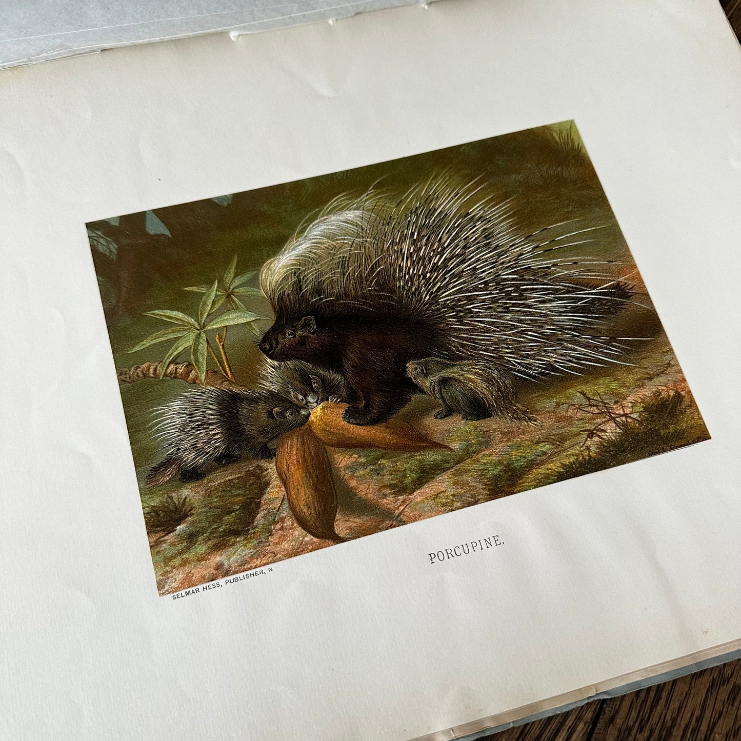 Complete 60-Part Set — Animate Creation: A Popular Edition of Our Living World, 1885-1898