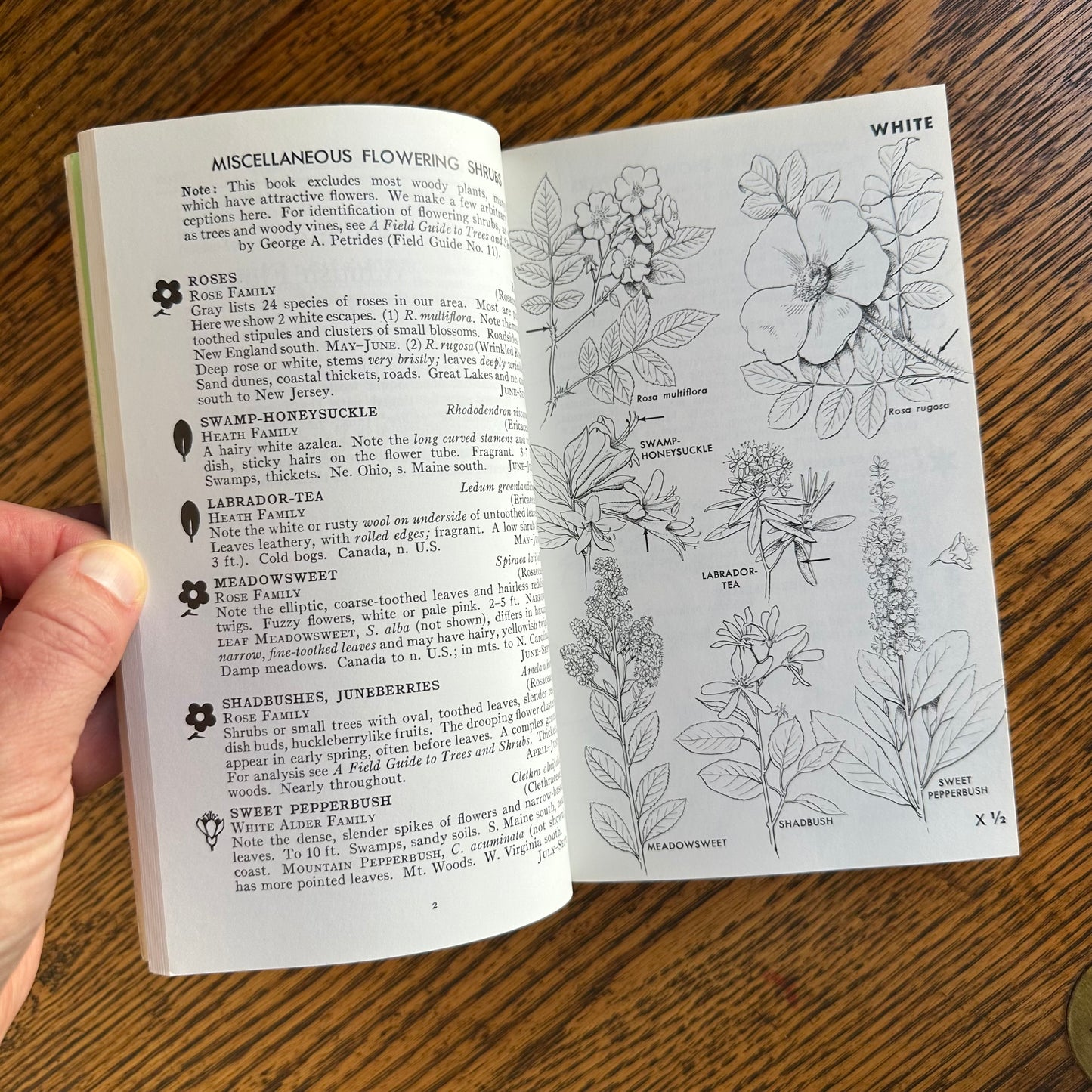 Set of 6 Vintage Peterson Field Guides | Softcover 1970s–80s Nature Books | Birds, Ferns, Wildflowers, Shells, Stars, Rocks