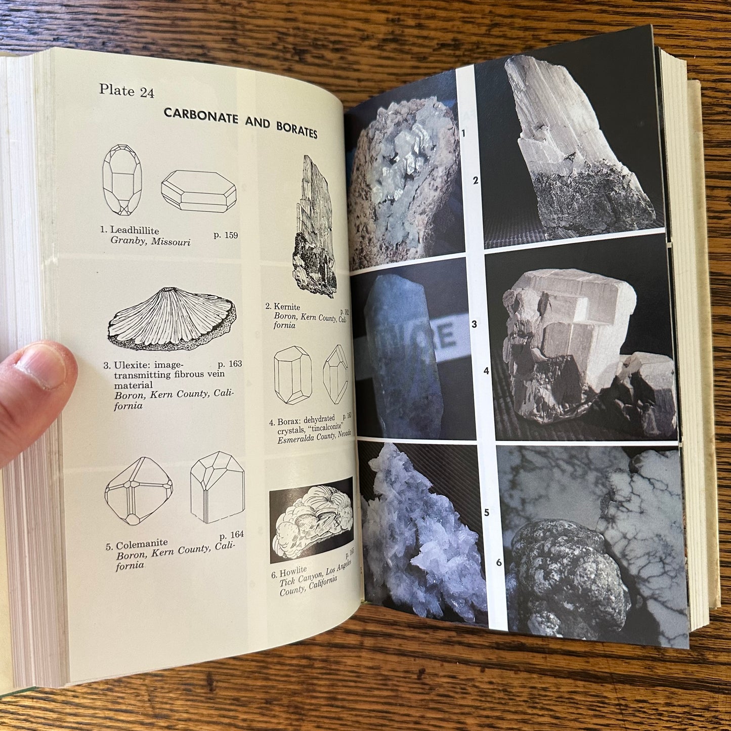 Peterson Field Guide Set of 4: Birds, Insects, Rocks/Minerals - Vintage Nature Books