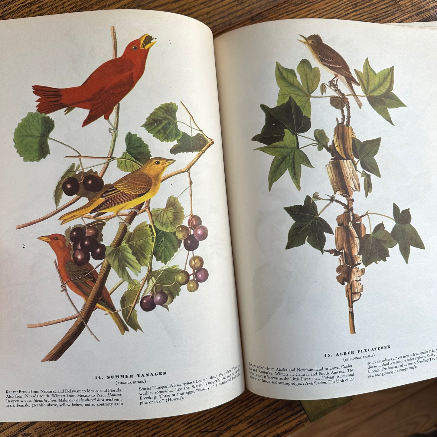 John James Audubon’s Birds of America - 1953