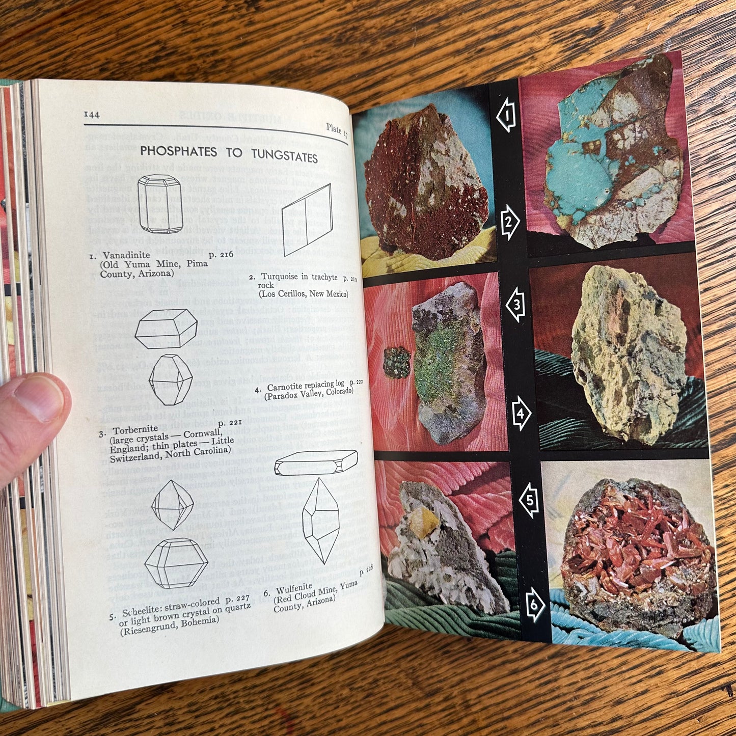 A Collection of 13 Vintage Peterson Field Guides!