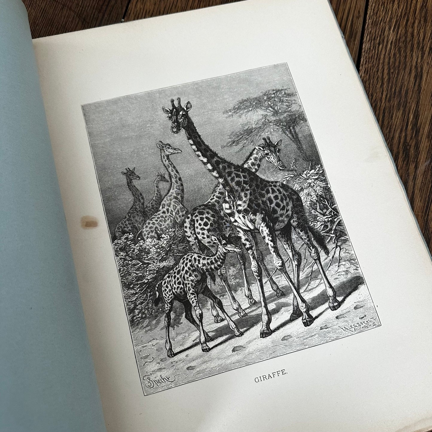 Complete 60-Part Set — Animate Creation: A Popular Edition of Our Living World, 1885-1898