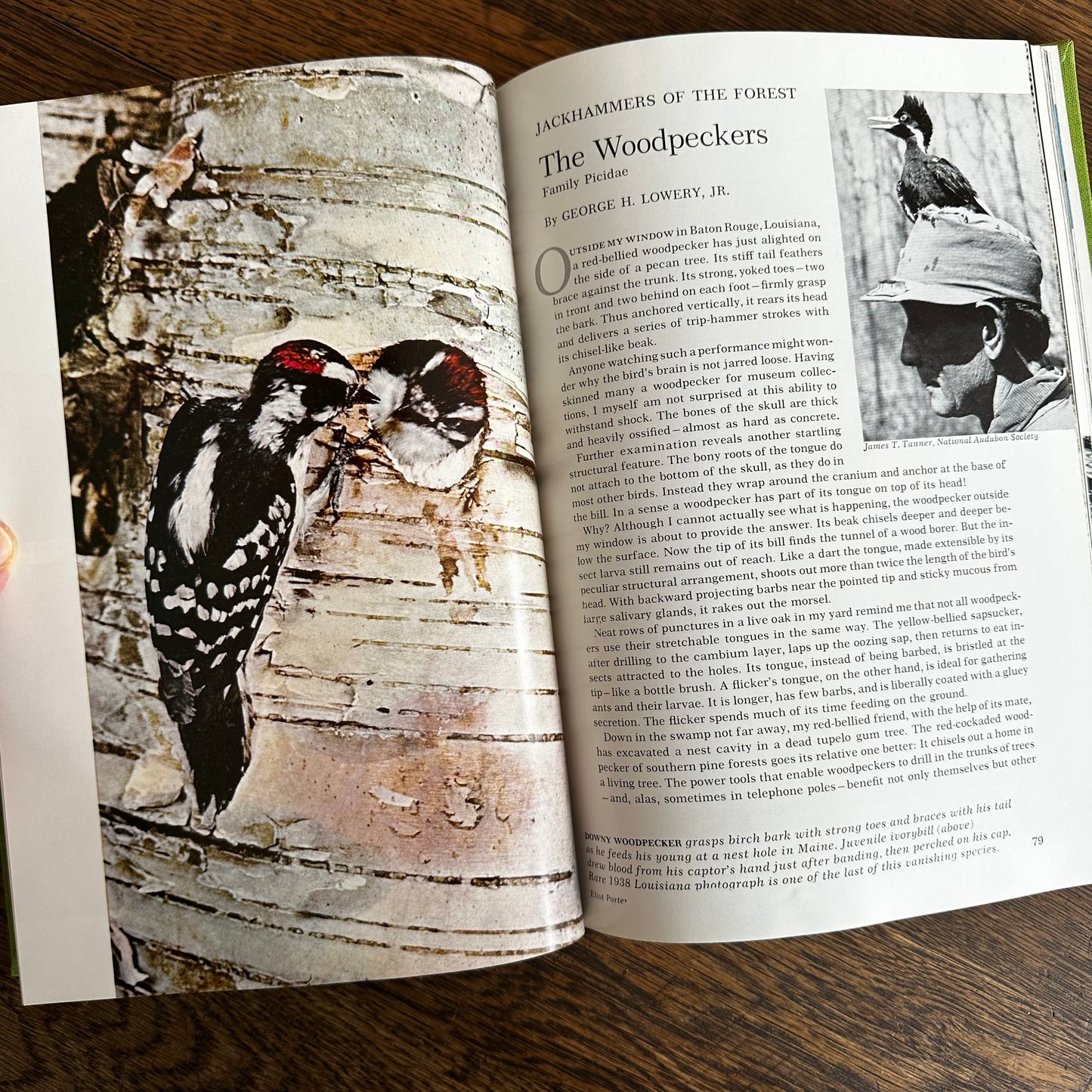 Vintage 1964 Song and Garden Birds of North America – National Geographic Society – Alexander Wetmore – Illustrated Bird Guide w/ Companion Booklet – Birdwatching Book