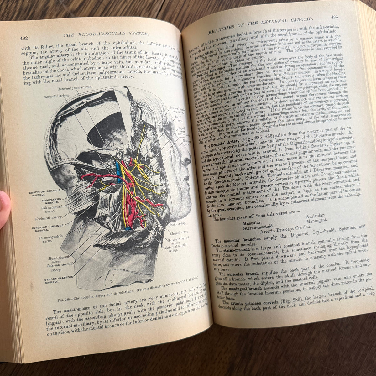 Gray’s Anatomy, 1977 Classic Collector’s Edition — Henry Gray, Descriptive & Surgical Anatomy | Bounty Books Hardcover, 780 Illustrations