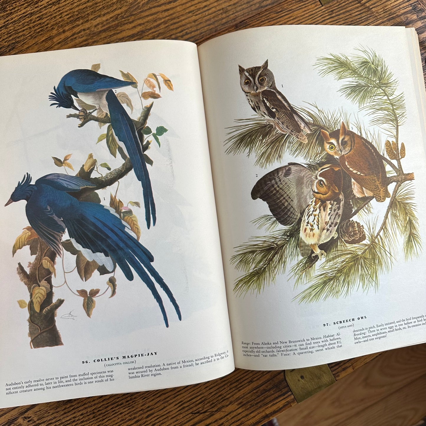 John James Audubon’s Birds of America - 1953