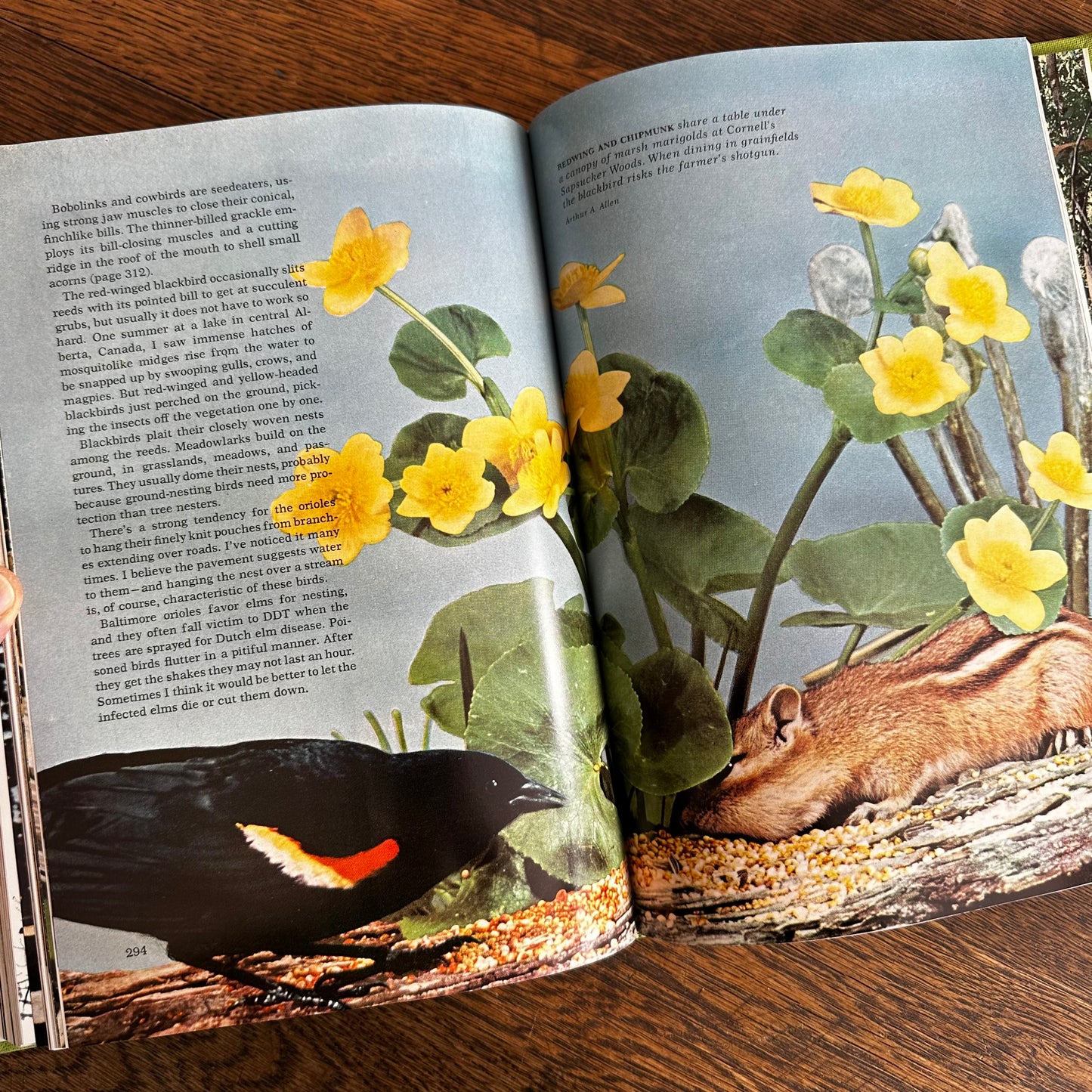 Vintage 1964 Song and Garden Birds of North America – National Geographic Society – Alexander Wetmore – Illustrated Bird Guide w/ Companion Booklet – Birdwatching Book