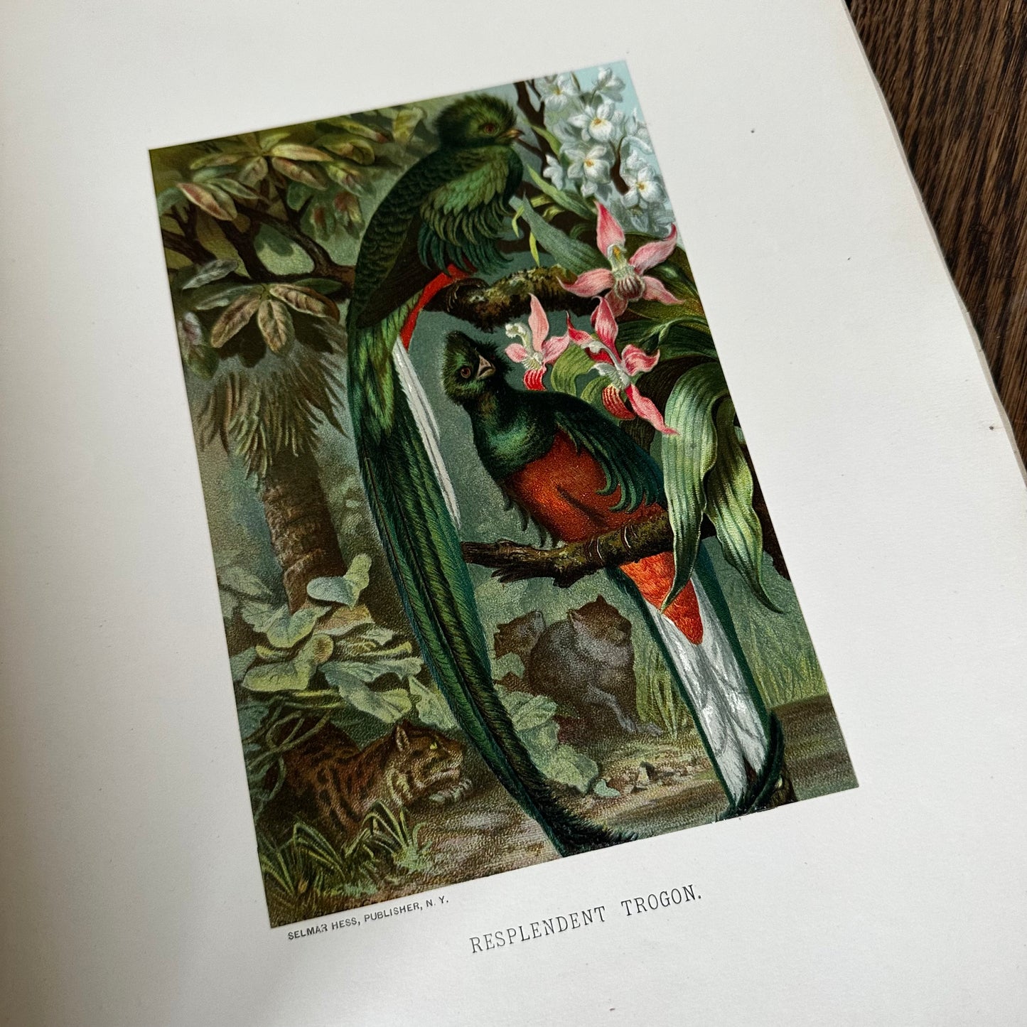 Complete 60-Part Set — Animate Creation: A Popular Edition of Our Living World, 1885-1898