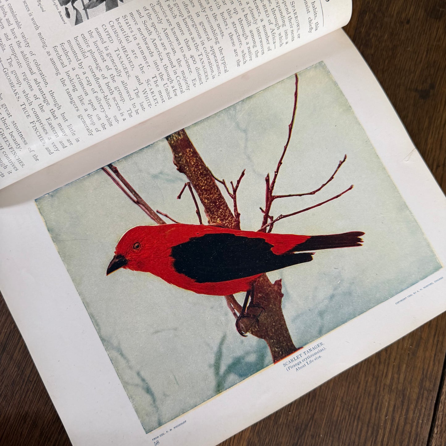 1908 Standard Library of Natural History Set | Antique Zoology Ethnography Books | Living Animals of the World | University Society NY