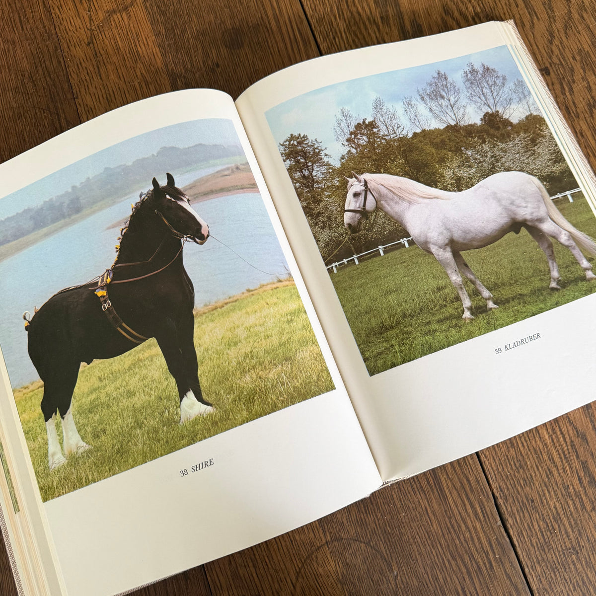 The World’s Finest Horses and Ponies - 1971 Vintage Coffee Table Book by Richard Glyn with Photos from Sally Anne Thompson