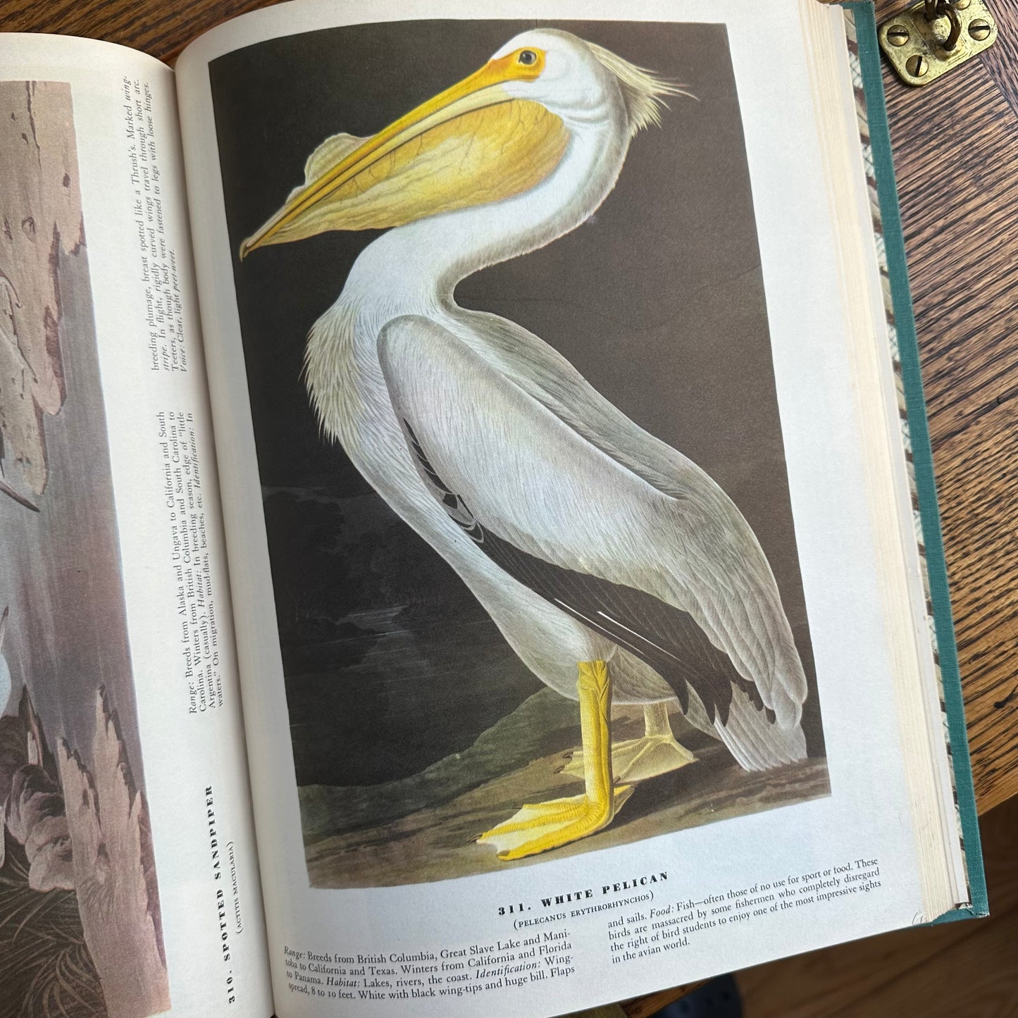 John James Audubon’s Birds of America - 1953