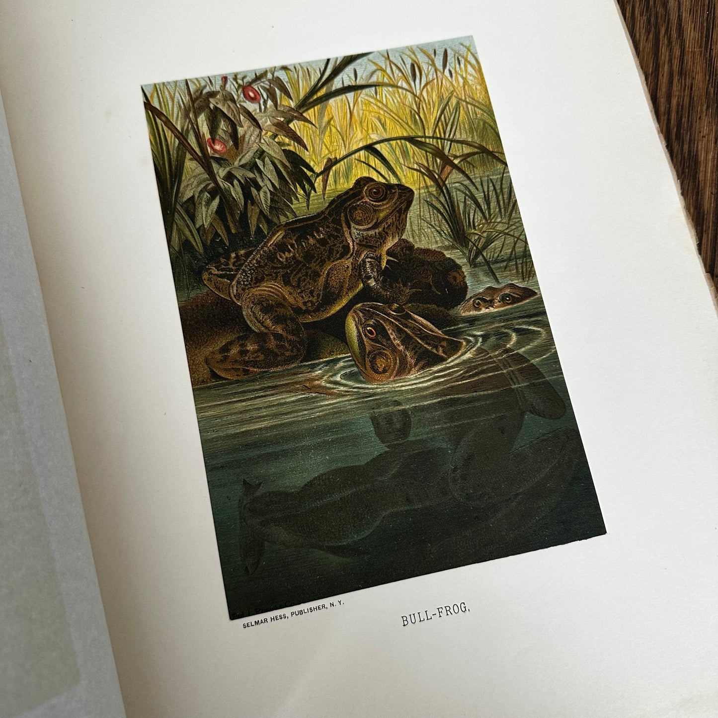 Complete 60-Part Set — Animate Creation: A Popular Edition of Our Living World, 1885-1898