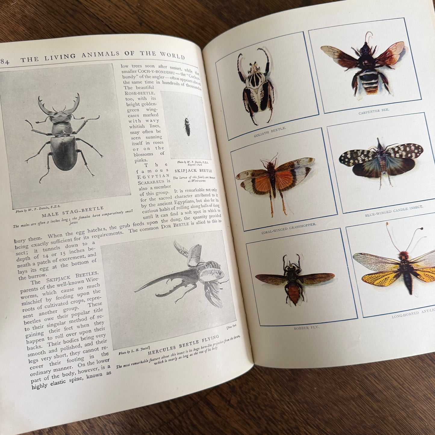 1908 Standard Library of Natural History Set | Antique Zoology Ethnography Books | Living Animals of the World | University Society NY