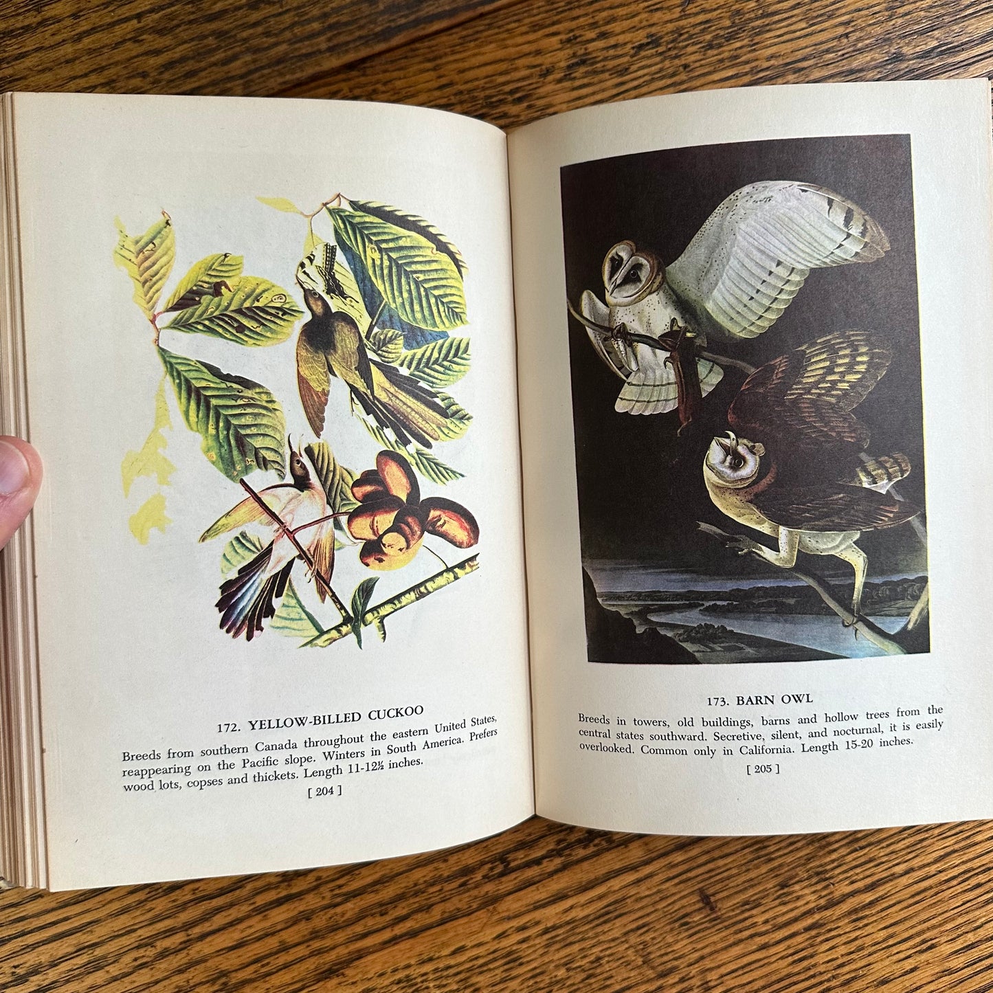 Audubon’s Birds of America - 1950 Popular Edition
