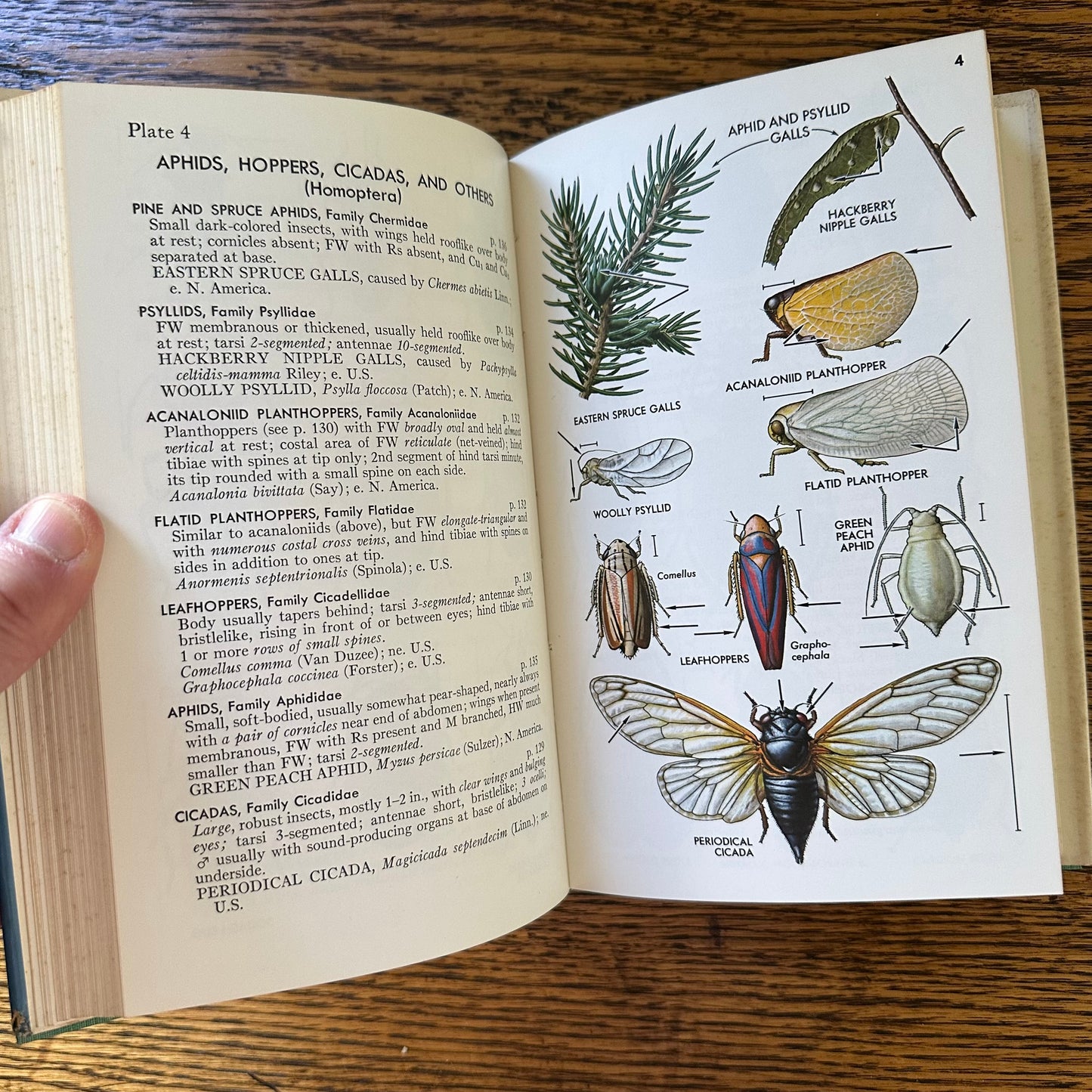 Peterson Field Guide Set of 4: Birds, Insects, Rocks/Minerals - Vintage Nature Books