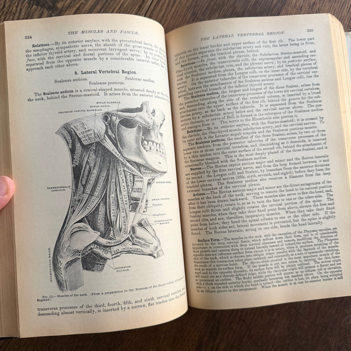 Gray’s Anatomy, 1977 Classic Collector’s Edition — Henry Gray, Descriptive & Surgical Anatomy | Bounty Books Hardcover, 780 Illustrations