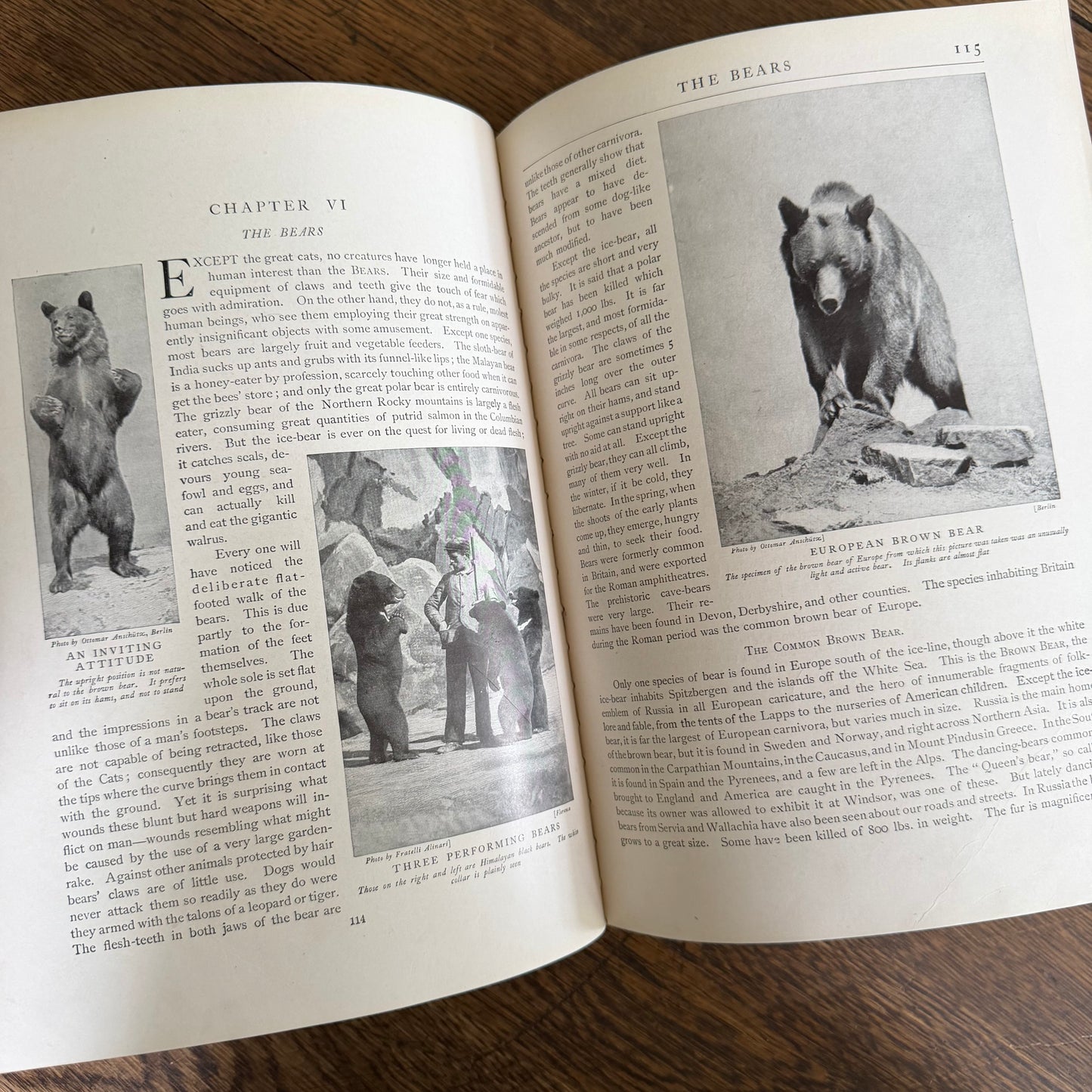 1908 Standard Library of Natural History Set | Antique Zoology Ethnography Books | Living Animals of the World | University Society NY