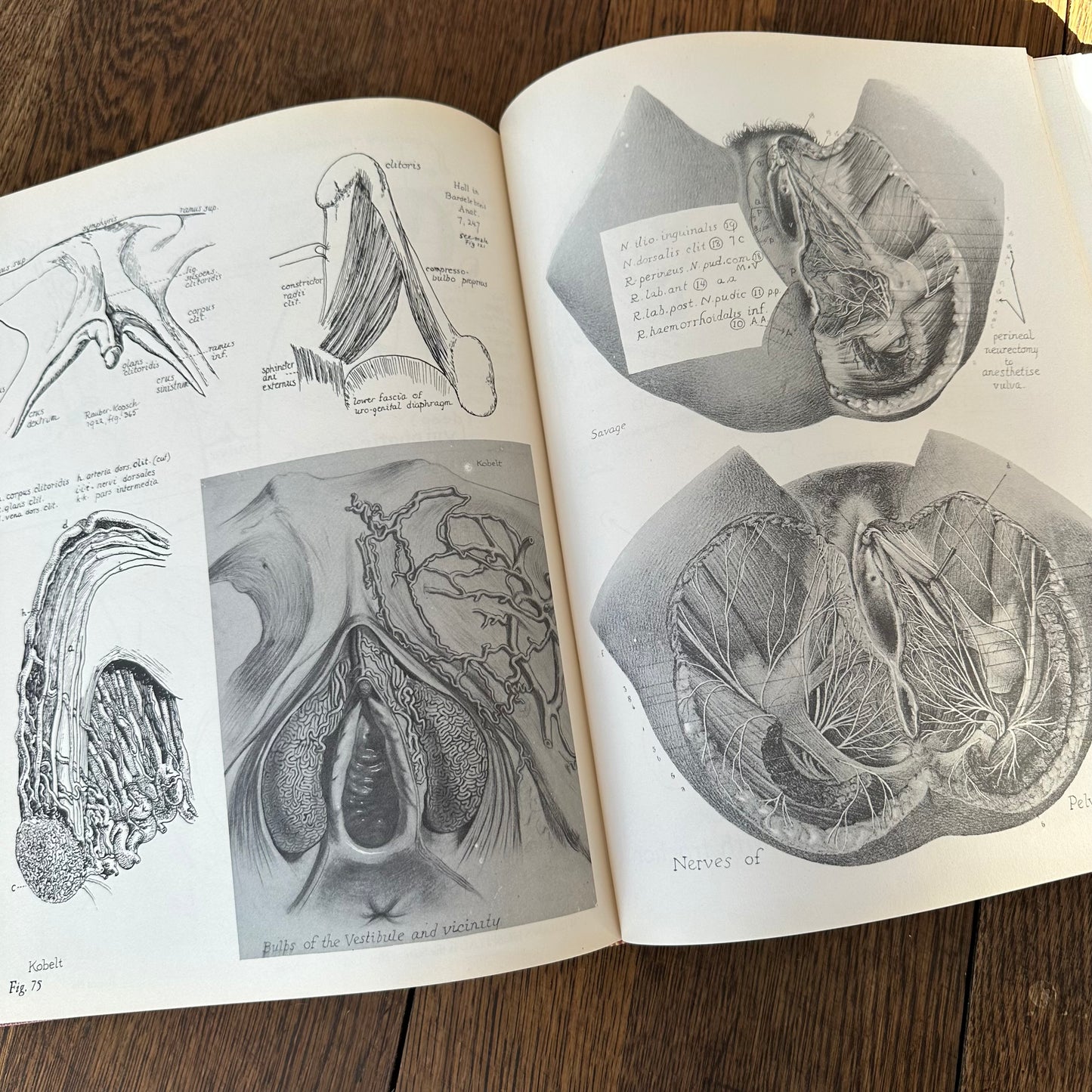 Human Sex Anatomy: A Topographical Hand Atlas, 1949