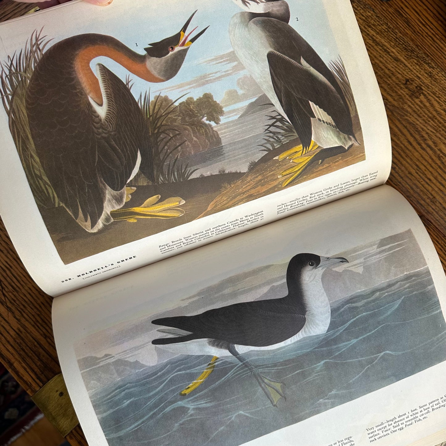 John James Audubon’s Birds of America - 1953