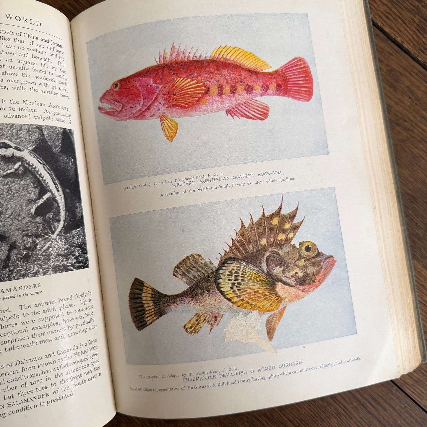 1908 Standard Library of Natural History Set | Antique Zoology Ethnography Books | Living Animals of the World | University Society NY